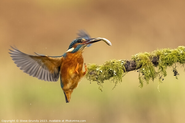 Kingfisher with fish Picture Board by Steve Grundy