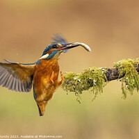 Buy canvas prints of Kingfisher with fish by Steve Grundy