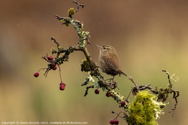 The Tiny Wren Picture Board by Steve Grundy