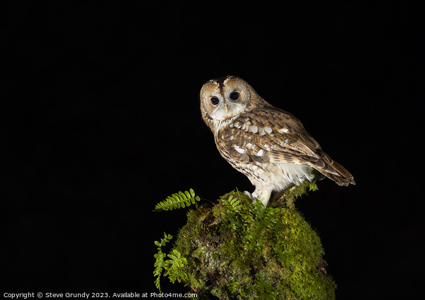 Night Owl Picture Board by Steve Grundy