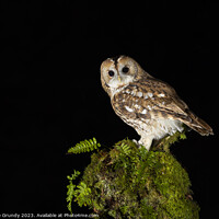 Buy canvas prints of Night Owl by Steve Grundy