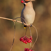Buy canvas prints of Bohemian Waxwing with Red Berry by Steve Grundy
