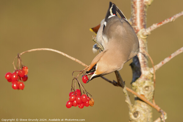 Bohemian Waxwing, with Red Berry  Picture Board by Steve Grundy