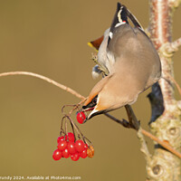 Buy canvas prints of Bohemian Waxwing, with Red Berry  by Steve Grundy