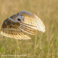 Graceful Barn Owl in Flight
