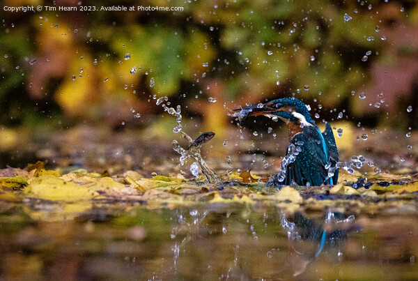 Kingfisher catching fish Picture Board by Tim Hearn