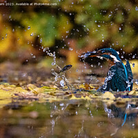 Buy canvas prints of Kingfisher catching fish by Tim Hearn