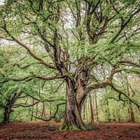 Buy canvas prints of Beautiful Spring Beech Tree , Savernake Forest, Marlborough, Wiltshire, UK by Steve 