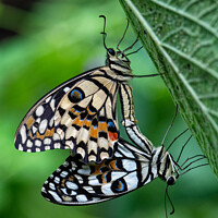 Buy canvas prints of Macro Image of a Pair of Mating Lime Swallowtail Butterflies by Steve 