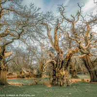 Buy canvas prints of Fine Art Group of Ancient Sweet Chestnut Trees, Croft Castle, Herefordshire, UK by Steve 