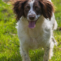 Buy canvas prints of English Springer Spaniel Ready to Play by Steve 