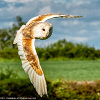 Buy canvas prints of Beautiful Barn Owl Captured in Flight by Steve 