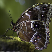 Buy canvas prints of Macro Image of Beautiful Patterns on the Wing of a Blue Morpho Butterfly by Steve 