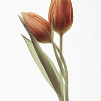 Buy canvas prints of red tulips by Arnold Certa
