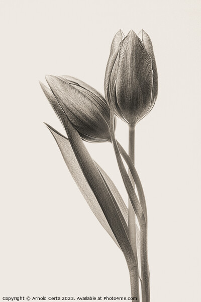 tulips in black Picture Board by Arnold Certa