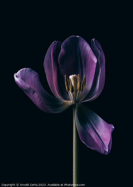 Purple Tulip  Picture Board by Arnold Certa