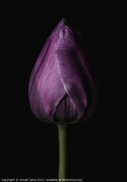Purple Tulip Picture Board by Arnold Certa