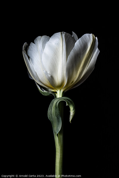 White tulip  Picture Board by Arnold Certa