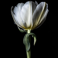 Buy canvas prints of White tulip  by Arnold Certa