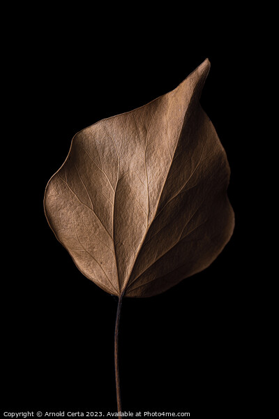 leaf Picture Board by Arnold Certa