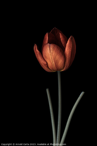 Tulip 1 Picture Board by Arnold Certa