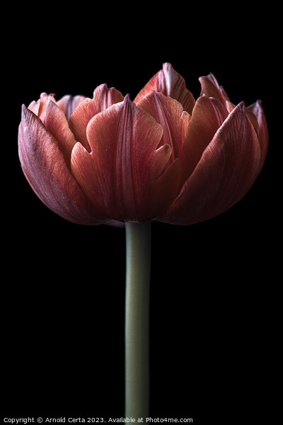 Tulip Picture Board by Arnold Certa