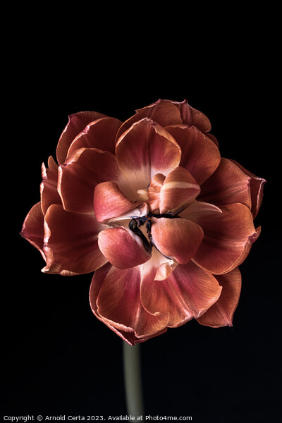 Tulip Picture Board by Arnold Certa