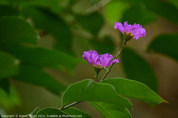 Purple Flower Picture Board by Manas Mistry