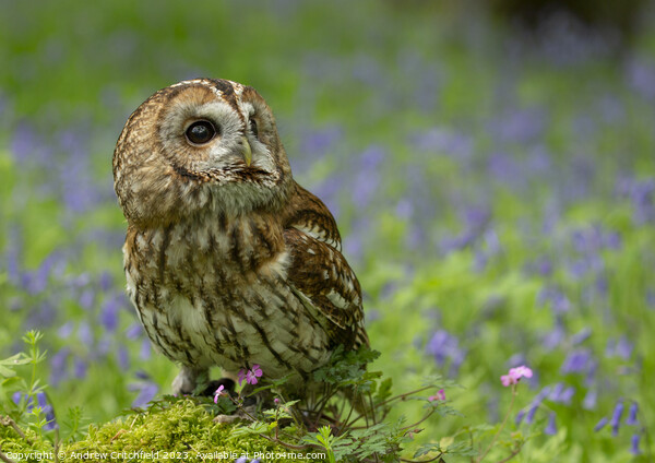 Enchanting Tawny Owl Amid Bluebells Picture Board by Andy Critchfield