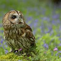 Buy canvas prints of Enchanting Tawny Owl Amid Bluebells by Andy Critchfield
