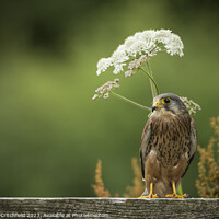 Buy canvas prints of Kestrel by Andy Critchfield