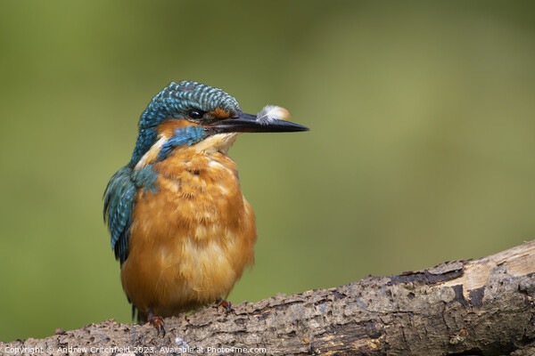 Kingfisher Picture Board by Andy Critchfield