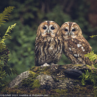 Buy canvas prints of Enchanting Tawny Owls by Andy Critchfield