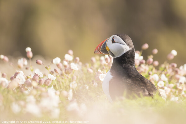 Puffin on Skomer Picture Board by Andy Critchfield