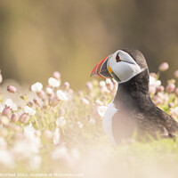 Buy canvas prints of Puffin on Skomer by Andy Critchfield