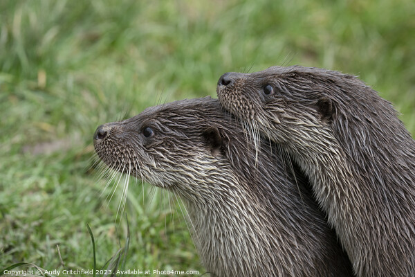 Pair of Otters Picture Board by Andy Critchfield