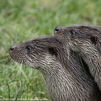 Buy canvas prints of Pair of Otters by Andy Critchfield