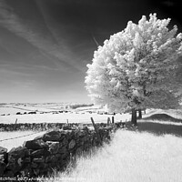 Buy canvas prints of Infrared Tree near Magpie Mine Derbyshire by Andy Critchfield