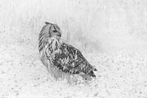 Eagle Owl in infrared Picture Board by Andy Critchfield