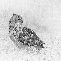 Buy canvas prints of Eagle Owl in infrared by Andy Critchfield