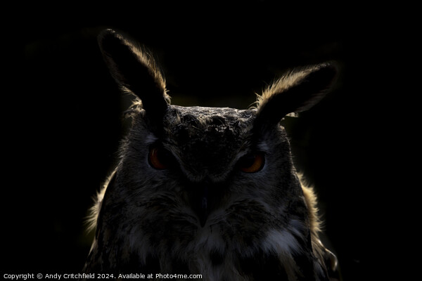 An Eagle Owl looking at the camera Picture Board by Andy Critchfield