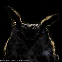 Buy canvas prints of An Eagle Owl looking at the camera by Andy Critchfield