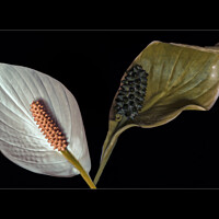 Buy canvas prints of Peace Lily by Tom Lloyd