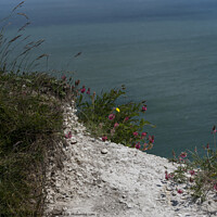 Buy canvas prints of Cliff Top by Tom Lloyd