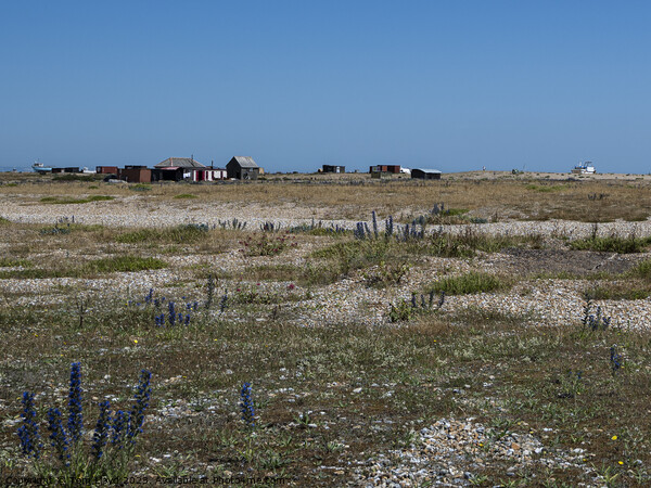 Dungeness Picture Board by Tom Lloyd
