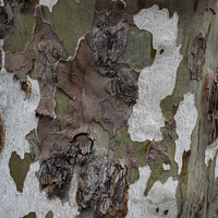 Buy canvas prints of Madeira Eucalyptus Tree by Tom Lloyd