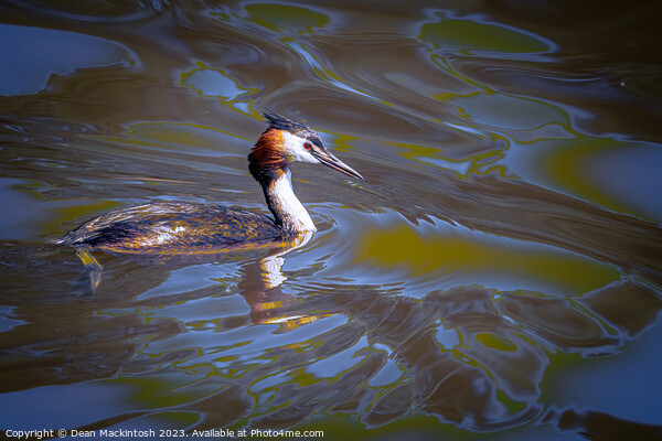 Artistic Showing of The Great Crested Grebe Picture Board by Dean Mackintosh