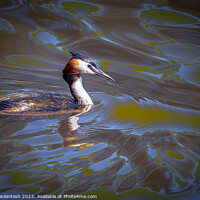 Buy canvas prints of Artistic Showing of The Great Crested Grebe by Dean Mackintosh