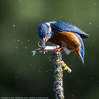 Buy canvas prints of Kingfisher Catch Of The Day by Dean Mackintosh