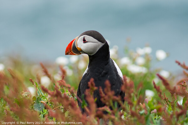 Puffin peering from surrounding gorse  Picture Board by Paul Berry